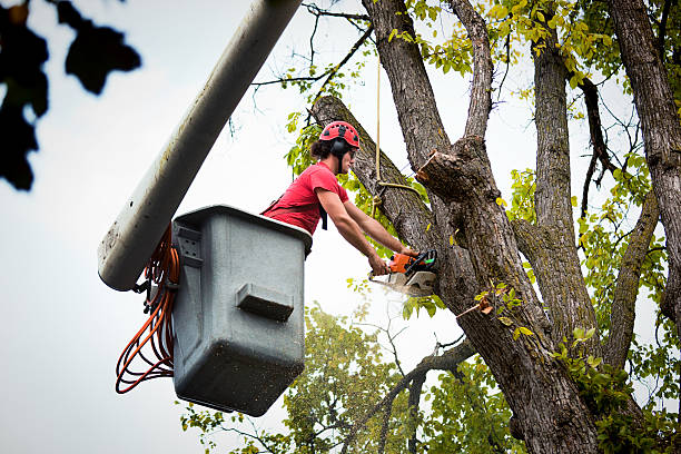 How Our Tree Care Process Works  in Stockton, CA